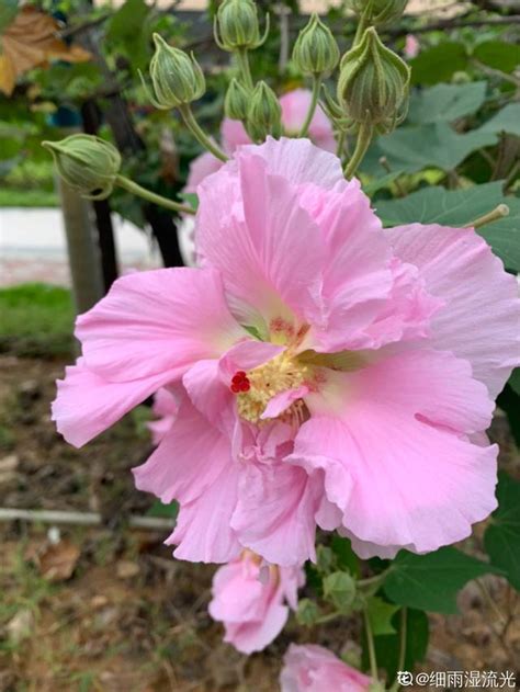 芙蓉會開花嗎|這3種「芙蓉」花，你見過幾種？夏去秋來都在開，美。